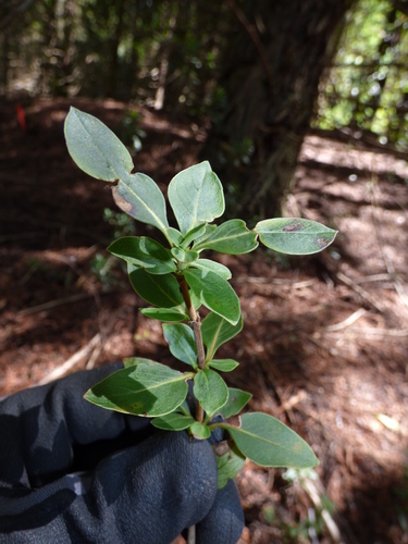 Coprosma ochracea