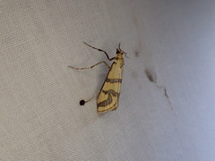 Metallarcha tetraplaca