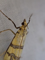 Metallarcha tetraplaca