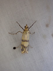 Metallarcha tetraplaca