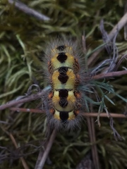 Acronicta nervosa