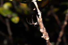 Tetragnatha quasimodo