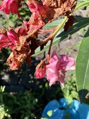 Nerium oleander