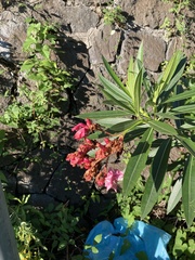 Nerium oleander