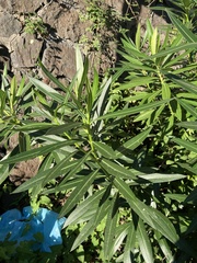 Nerium oleander