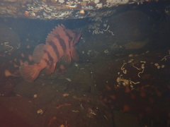 Sebastes nigrocinctus