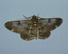 Cleora contiguata