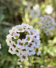 Lobularia maritima
