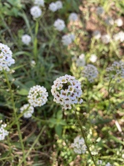 Lobularia maritima