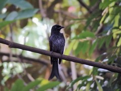 Dicrurus annectens