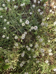 Lobularia maritima