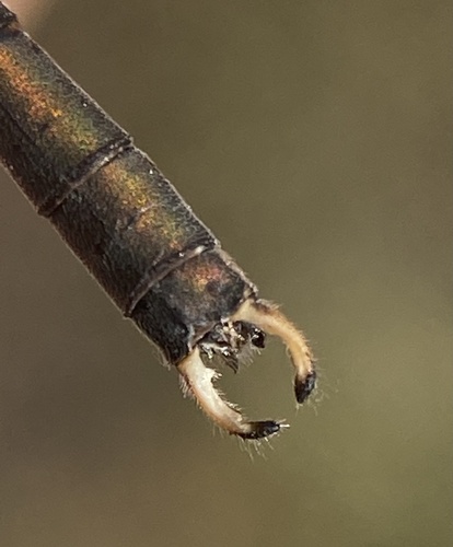 Western Willow Spreadwing photo 3