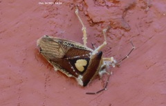 Ophiocordycipitaceae