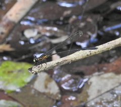 Lestoidea brevicauda