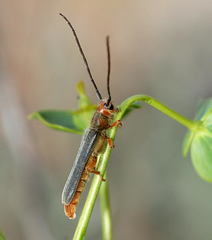 Oberea erythrocephala