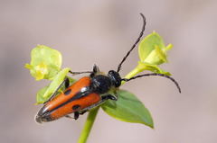 Vadonia bipunctata