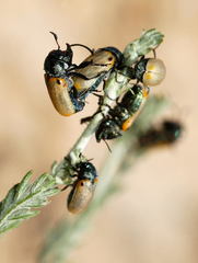 Labidostomis senicula