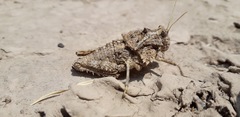 Graea horrida
