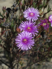 Lampranthus mutans