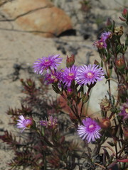 Lampranthus mutans
