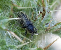 Bangasternus orientalis