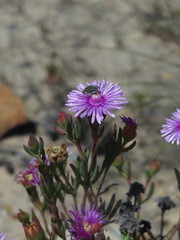 Lampranthus mutans
