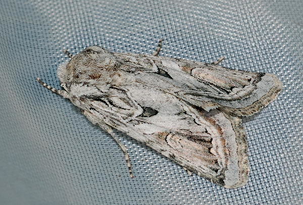 Enterpia picturata