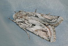 Enterpia picturata