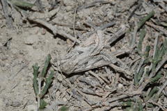Enterpia picturata