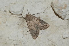 Eremohadena chenopodiphaga