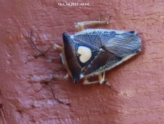 Ophiocordycipitaceae