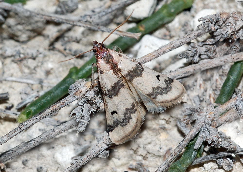 Euzophera formosella