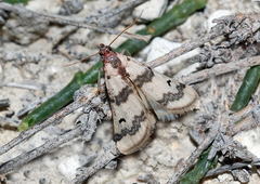 Euzophera formosella