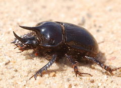Ceratophyus polyceros