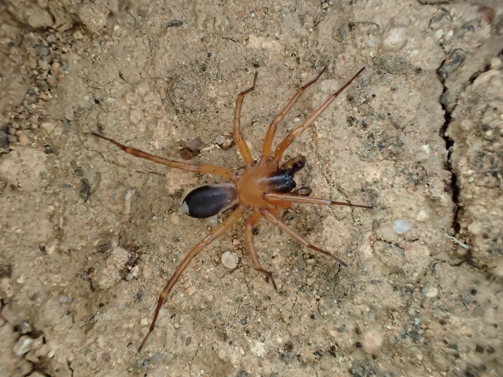 Leichhardteus yagan