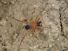 Leichhardteus yagan