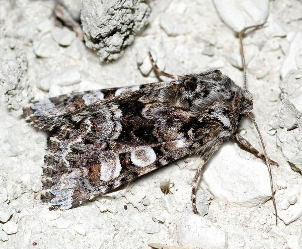 Hadena christophi