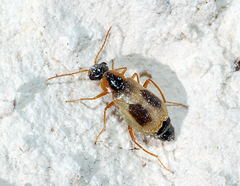 Ebaeus