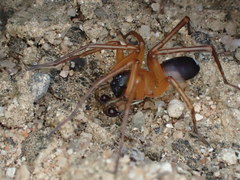 Leichhardteus yagan