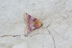 Periphanes delphinii