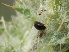 Olibrus bisignatus