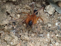 Leichhardteus yagan