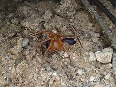 Leichhardteus yagan