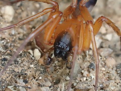 Leichhardteus yagan