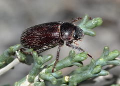Phaeadoretus comptus