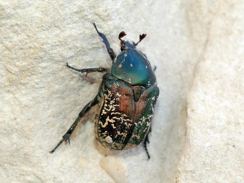 Protaetia karelini