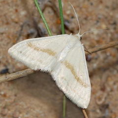 Scopula arenosaria