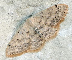 Scopula beckeraria