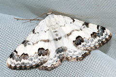Scopula subtilata
