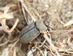 Gonocephalum rusticum